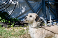 Spinocchia - Charakterkopf sucht ebensolchen