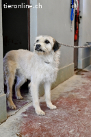 Spinocchia - Charakterkopf sucht ebensolchen