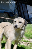 Spinocchia - Charakterkopf sucht ebensolchen