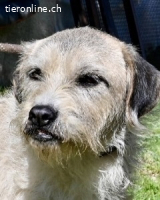 Spinocchia - Charakterkopf sucht ebensolchen