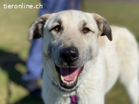 Stanley ist sehr menschenbezogen