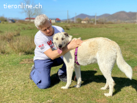 Stanley ist sehr menschenbezogen