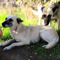 Stela - Hundeherz sucht ihr Glück