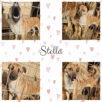 Stella - nichts hält sie auf