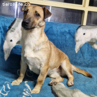 Stella - nichts hält sie auf