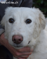 Sterling - So jung und so chancenlos ...