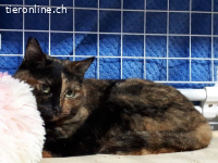 Süsse Rosi sucht ein Zuhause mit viel Streicheleinheiten