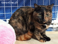 Süsse Rosi sucht ein Zuhause mit viel Streicheleinheiten