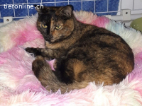 Süsse Rosi sucht ein Zuhause mit viel Streicheleinheiten