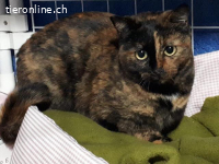 Süsse Rosi sucht ein Zuhause mit viel Streicheleinheiten