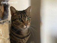 Süsses Schätzchen Moe sucht liebevolles Zuhause