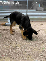 Sully unser Wonneproppen Welpe (Schäferhundemix)