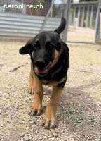 Sully unser Wonneproppen Welpe (Schäferhundemix)