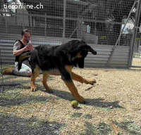 Sully unser Wonneproppen Welpe (Schäferhundemix)