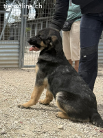 Sully unser Wonneproppen Welpe (Schäferhundemix)