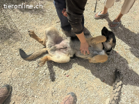 Sully unser Wonneproppen Welpe (Schäferhundemix)