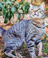 SUMO - LIEBER ANHAENGLICHER KATER SUCHT SEINE FAMILIE