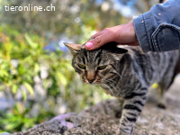 SUMO - LIEBER ANHAENGLICHER KATER SUCHT SEINE FAMILIE