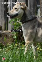 SUNNY