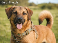 Sweet, ein unkomplizierter Wirbelwind