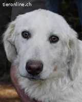 Sylvain - So jung und so chancenlos ...