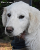 Syrio - So jung und so chancenlos ...