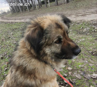 Szava,  liebe und imposante Vierbeinerin