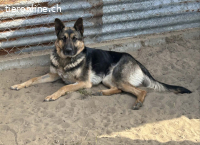 Szebra, liebe, freundliche und menschenbezogene Hündin