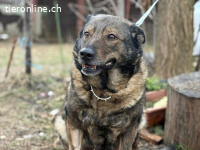 Szimka, liebe, sanfte und menschenbezogene Hundedame