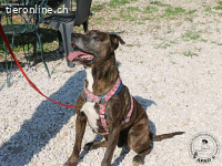 Tabby sucht liebevolles Zuhause für seinen Lebensabend