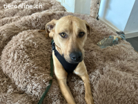 Taco, liebevoller Familienhund,ca 2J.,*PS in 88131 Lindau*