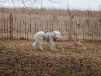 Taio – eine Seele von Hund