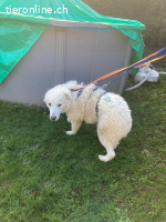 Taio – eine Seele von Hund