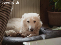 Taio – eine Seele von Hund
