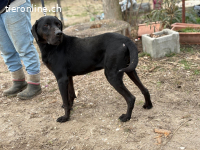 Talpas-4, freundlicher, liebenswerter und treuer Rüde