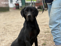 Talpas-4, freundlicher, liebenswerter und treuer Rüde