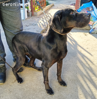 Talpas-4, freundlicher, liebenswerter und treuer Rüde