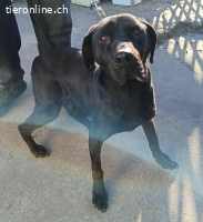 Talpas-4, freundlicher, liebenswerter und treuer Rüde