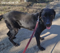 Talpas-4, freundlicher, liebenswerter und treuer Rüde