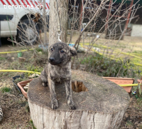 Taltos-2, verspielter und kontaktfreudiger Junghund