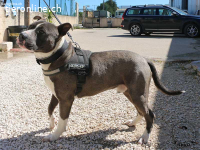 Tango - junges Energiebündel mit großem Herz