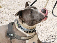 Tango - junges Energiebündel mit großem Herz