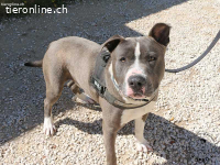 Tango - junges Energiebündel mit großem Herz