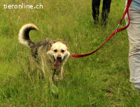 Tano - ein Goldschatz!