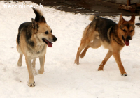 Tano - ein Goldschatz!