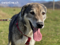 Tasha – ein sanftes Herz wartet auf ihr Zuhause