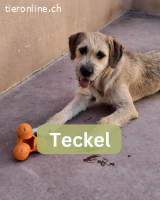 Teckel, w./kastr., geb. 01/2025, Grösse 55 cm/22,5 kg