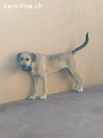 Teckel, w./kastr., geb. 01/2025, Grösse 55 cm/22,5 kg