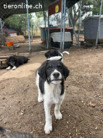 Tekki - einzigartiger Welpenjuunge sucht dich