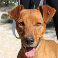 Teo – aktiver Menschenfreund sucht sportliches Zuhause